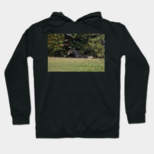 Foal Hoodie